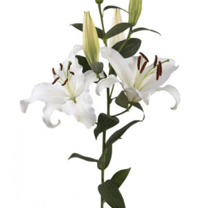 White Monteneu Oriental Lilies