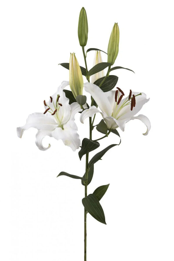 White Monteneu Oriental Lilies