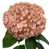 Muted Terracota Hydrangea