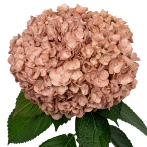 Muted Terracota Hydrangea