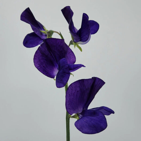 Navy Blue Sweet Pea
