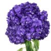 Purple Night Violet Hydrangea