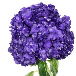 Purple Night Violet Hydrangea