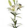 White Nova Scotia Asiatic Lilies