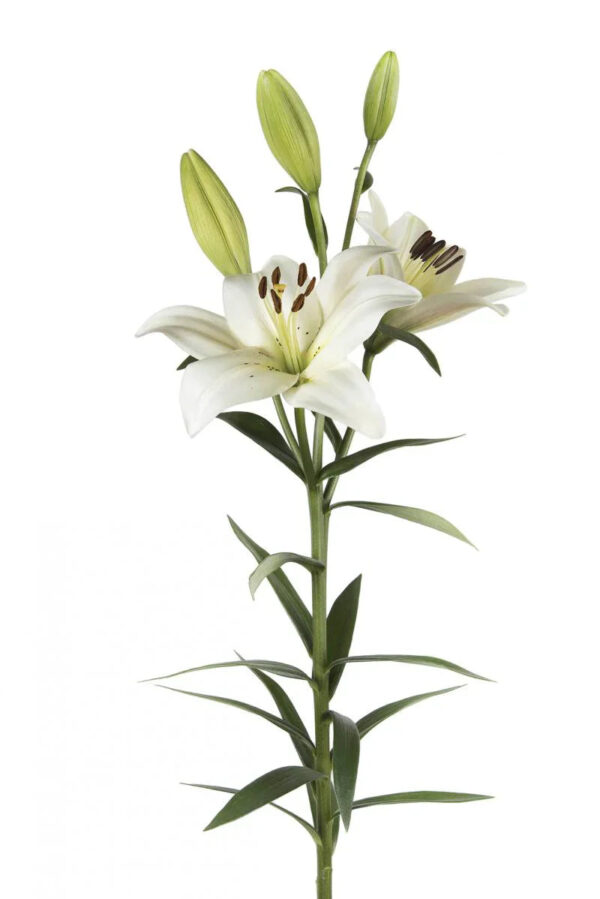 White Nova Scotia Asiatic Lilies