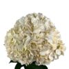 White Nude Hydrangea
