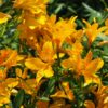 Orange Alstroemeria