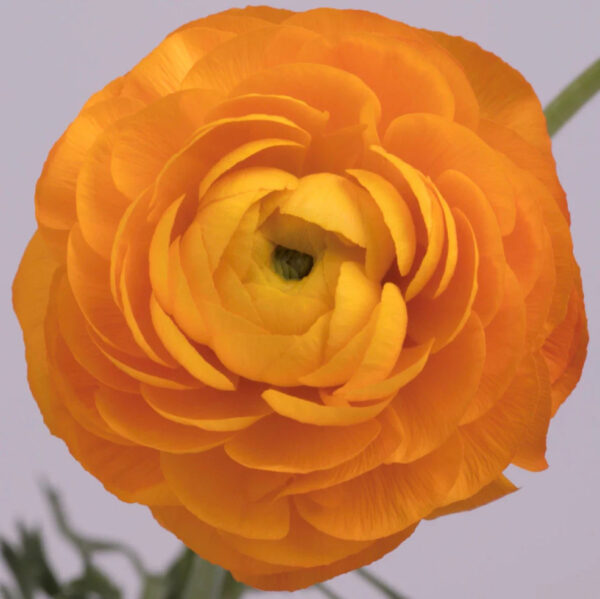 Orange Ranunculus - Image 2