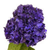 Purple Painted Hydrangea