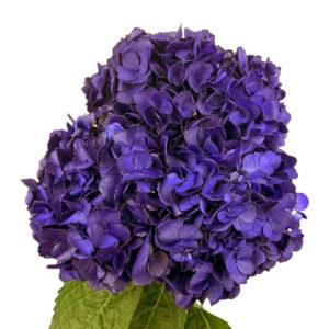 Purple Painted Hydrangea