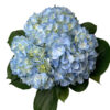 Pale Blue Hydrangea