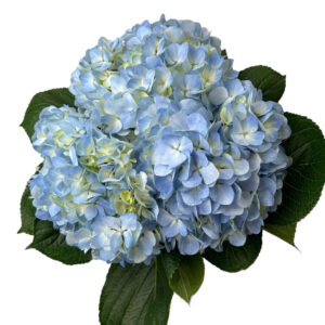 Pale Blue Hydrangea