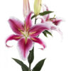 Hot Pink Paradero Oriental Lilies