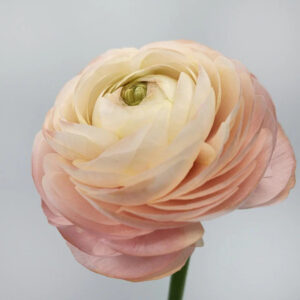 Pastello Ranunculus