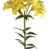 Yellow Pavia Asiatic Lilies