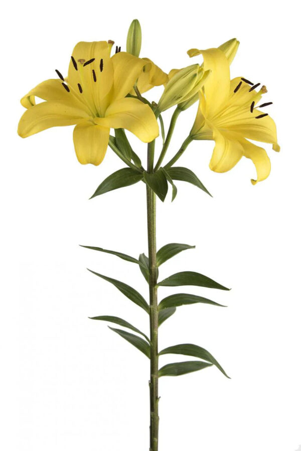 Yellow Pavia Asiatic Lilies