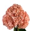 Peach Hydrangea