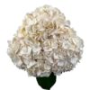 White Peach Rose Hydrangea