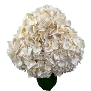 White Peach Rose Hydrangea