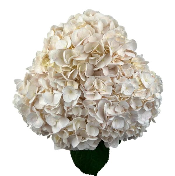 White Peach Rose Hydrangea