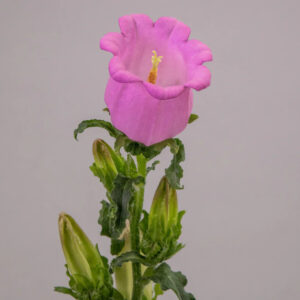 Pink Campanulas Campanulas