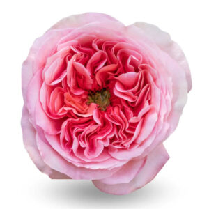 Pink Pink Expression Garden Rose