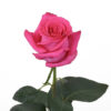 Pink Pink Floyd Roses