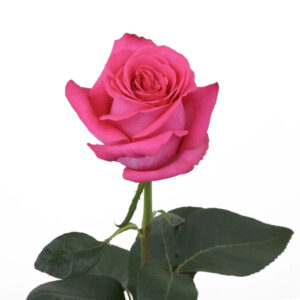 Pink Pink Floyd Roses
