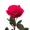Hot Pink Full Monty Roses