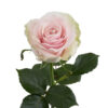 Light Pink Pink Mondial Roses