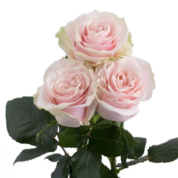 Pink Mondial - Image 3