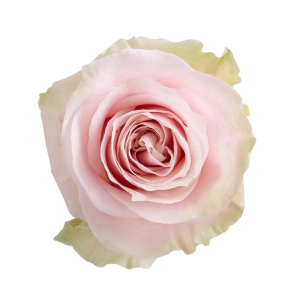 Pink Mondial - Image 2
