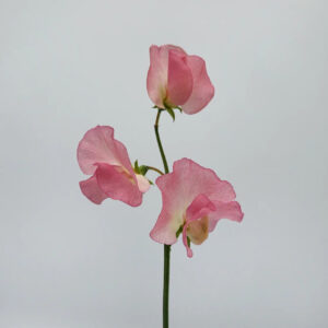 Pink Sweet Pea