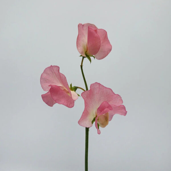 Pink Sweet Pea