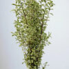 Green Pittosporum Silver Queen Foliage & Greens