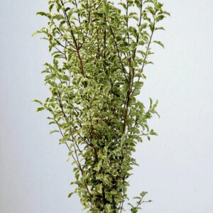 Green Pittosporum Silver Queen Foliage & Greens