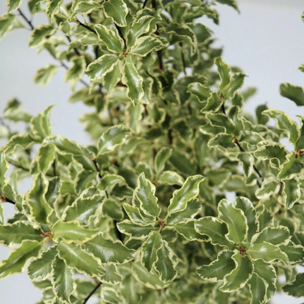 Pittosporum Silver Queen - Image 2