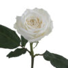 White Playa Blanca Roses