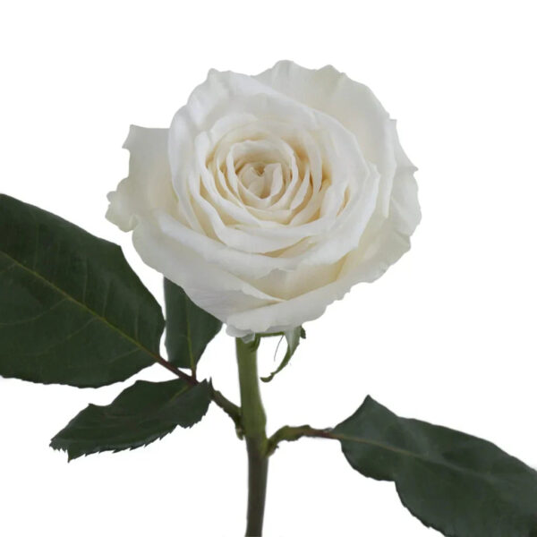 White Playa Blanca Roses