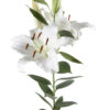 White Premium Blonde Oriental Lilies