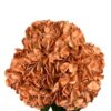 Orange Pumpkin Patch Hydrangea