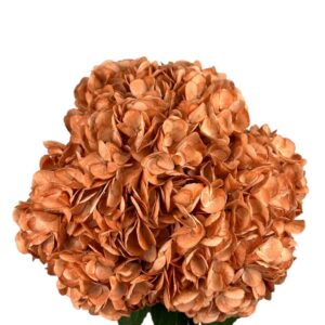 Orange Pumpkin Patch Hydrangea