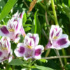 Purple Alstroemeria