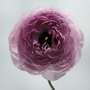 Purple Jean Ranunculus