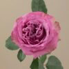 Pink Queens Crown Garden Rose