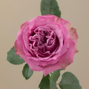Pink Queens Crown Garden Rose