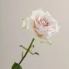 White Quicksand Roses