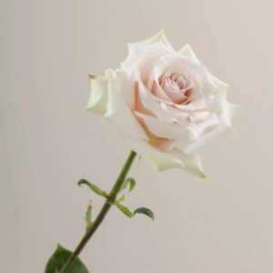 White Quicksand Roses