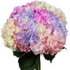 Multi-Color Rainbow Hydrangea