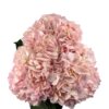 Rebeca Pink Hydrangea